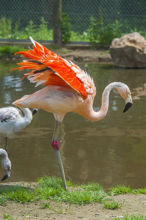 Flamingo • Fun Facts and Information For Kids