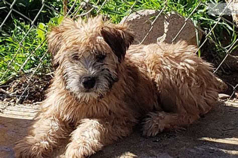 Soft coated wheaten terrier information including personality, history, grooming, pictures, videos, and the akc breed standard. Soft Coated Wheaten Terrier puppy for sale near San Diego, California. | 21b395e8-57b1