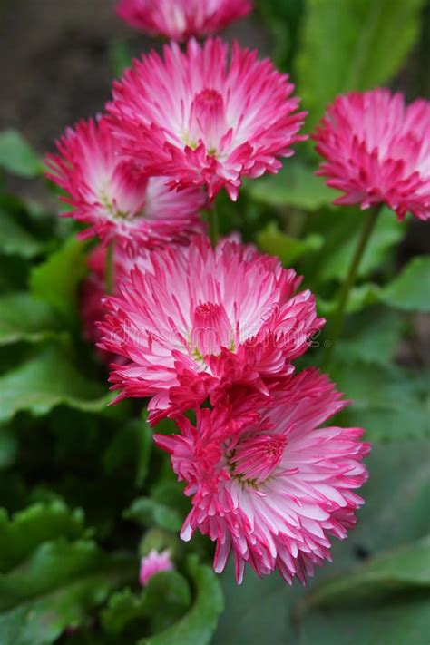 La margherita, leucantheum vulgare, o margherita comune è una pianta erbacea perenne della famiglia delle. Fiori Rosa Della Margherita Di Perennis Del Bellis Fotografia Stock - Immagine di giardino, erba ...