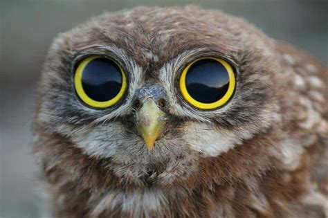 Why Did I Get So Excited When I Saw Owls Eyes Not Yet Dr Krishna