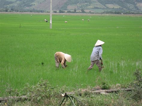 Rice Production In Malaysia And How Microbiome Technology Can Help In