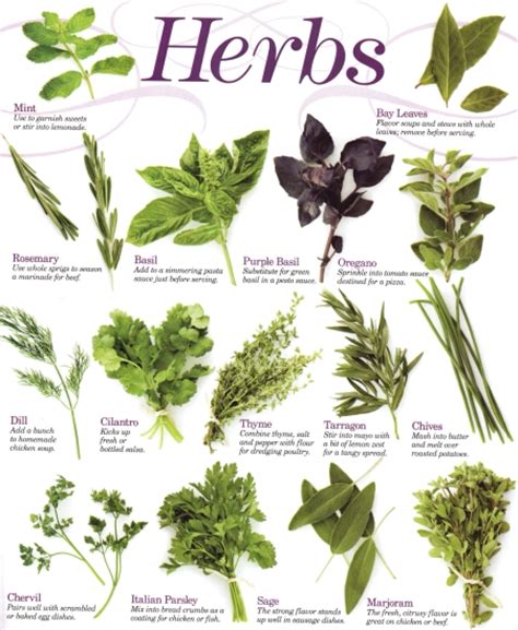 Herbs And Their Uses Als Place