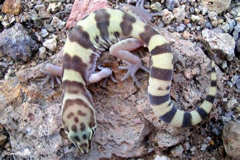 Western Banded Gecko Reptiles Of Arizona · Inaturalist