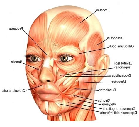 Face Muscles Anatomy Face Anatomy Human Anatomy Drawing