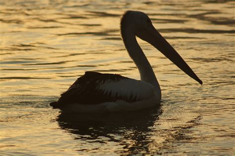 Pelican Sunset Water Free Photo On Pixabay