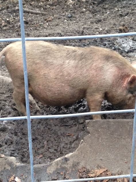 Is My Pot Belly Pig Pregnant Page 13 Backyard Chickens