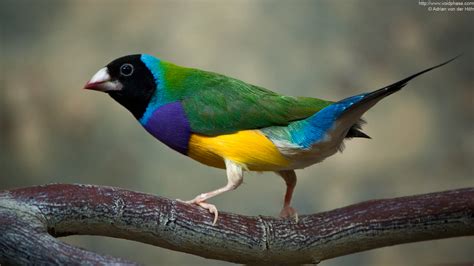 15 Amazing Beautiful Bird Photos