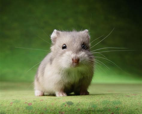Learn About Pet Hamsters Hamsters Need To And Pets