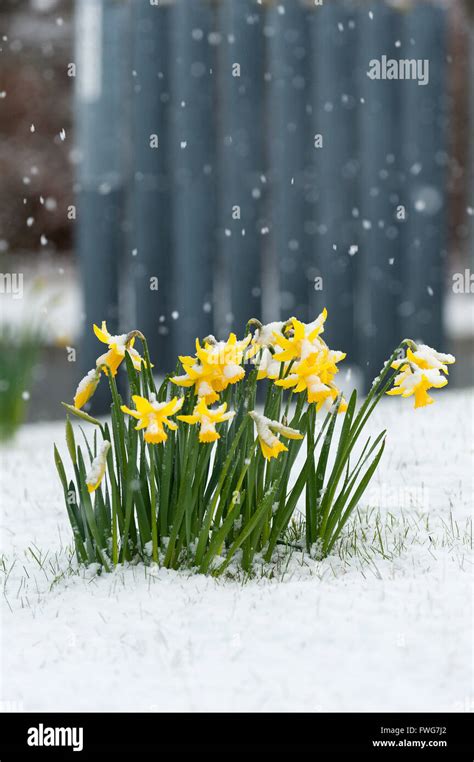 Daffodils Covered With Snow In Powys Wales Uk Stock Photo Alamy