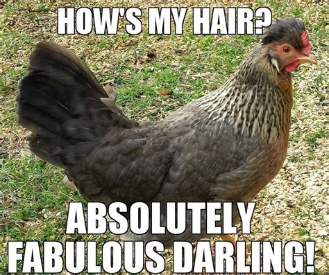 Funny Animal Chicken Meme Funny Animal Stuff Pinterest