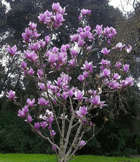 The Showy Magnolia Soulangiana Tree Commonly Called The Saucer