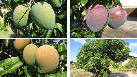 Multi Grafted Mango Tree With Different Kinds Of Fruits Youtube