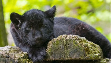 Rare Adorable Black Jaguar Cub Born At Big Cat Sanctuary In Uk Iflscience