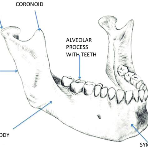 Zones Of Tension And Compression In The Mandible Download Scientific