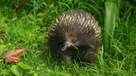 The Spiny Truth about Echidnas
