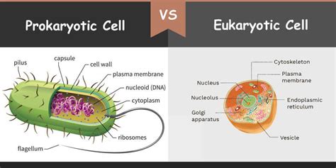 Prokaryotes Vs Eukaryotes Examples