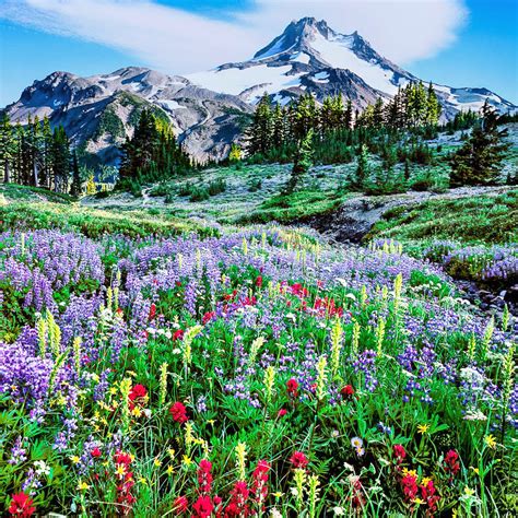 Wildflower Seed Mix Oregon Created By Nature