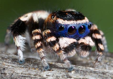 Incredibly Detailed Photos Of The Tiny — And Beautiful — Australian Peacock Spider Jumping