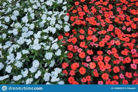 Flower Bed Of Red And White Impatiens In Full Bloom Stock Image Image