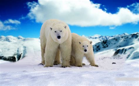 Adult Polar Bear And Young Bear Hd Wallpapers For Mobile