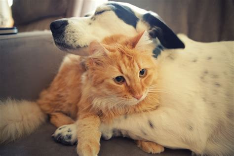 Cats And Dogs Can Make The Very Best Of Friends And These Adorable