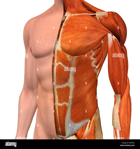 Male Chest Muscle Anatomy Diagram
