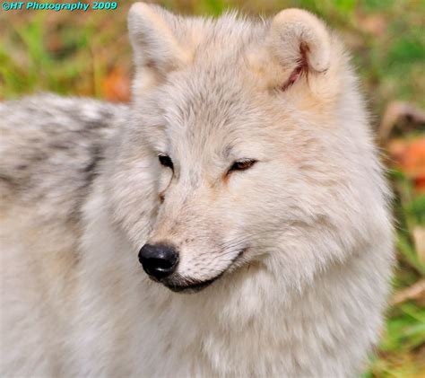 Arctic Wolf Close Up Hal Trachtenberg Flickr