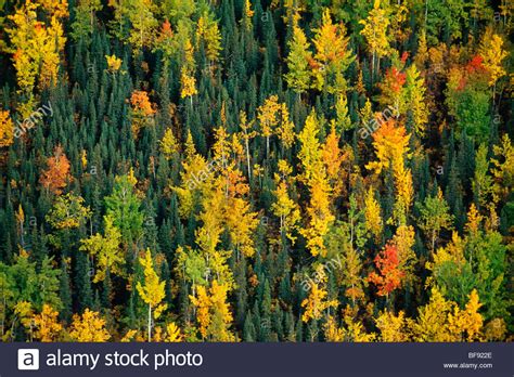 Boreal Forest Alaska Stock Photos And Boreal Forest Alaska Stock Images
