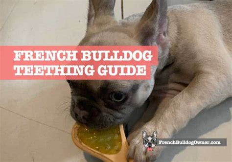 The upper lips hang down over the lower lips. French Bulldog Puppy Teething Stages & Timeline * IMPORTANT