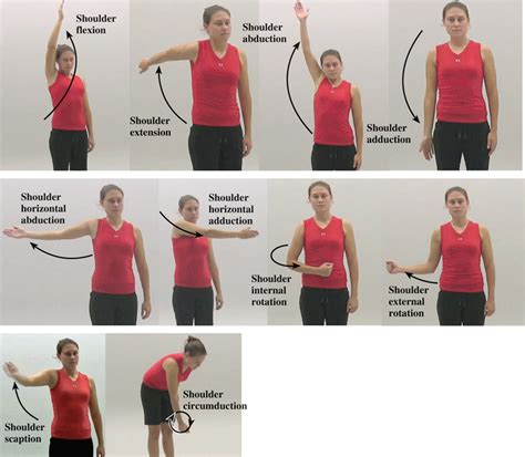 Shoulder Horizontal Abduction Exercises Online Degrees