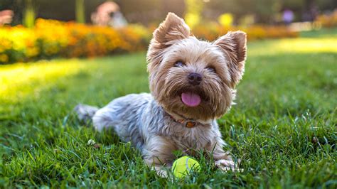 How To Grow Grass With Dogs Tips For Pet Proofing Your Lawn Gardeningetc