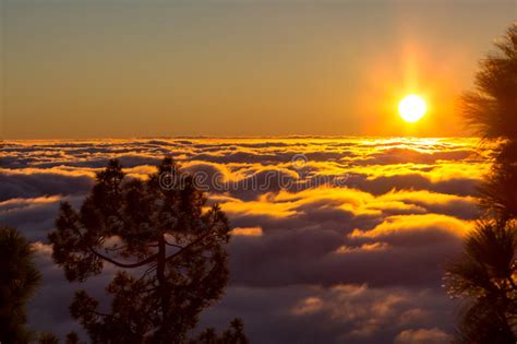 Sunset Over Misty Pine Tree Forest Stock Image Image Of Mysterious