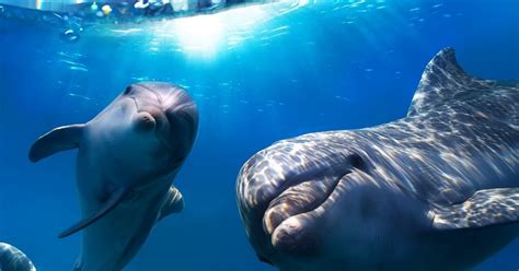 Ikan lumba lumba sering di katakan orang sebagai ikan penolong , di kala orang dapat musibah di tengah lautan. Gambar Ikan Lumba Lumba di Laut Terbaru | gambarcoloring