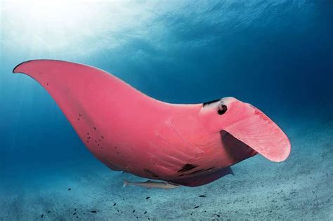 Worlds Only Known Pink Manta Ray Spotted In The Great Barrier Reef