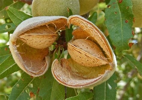 It is called almond gum | almond resin in english and badam gondh in hindi. Prunus dulcis (Almond) (Amygdalus dulcis)