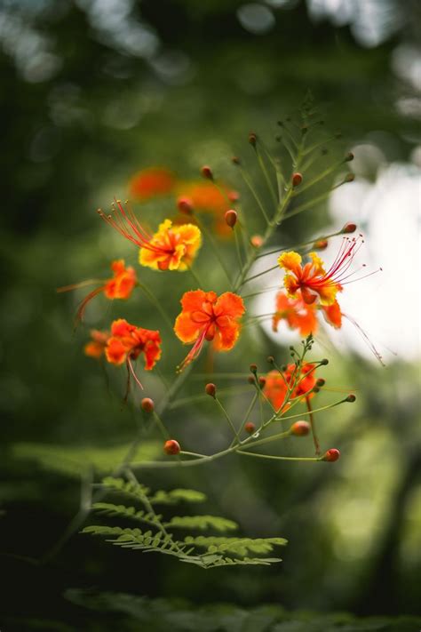 Orange And Yellow Flowers With Green Leaves In The Background