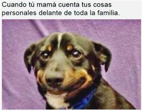 Los Mejores Memes De Perros Para Compartir En Los Estados De Whatsapp