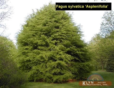 Fagus Sylvatica Asplenifolia Fernleaf Beech