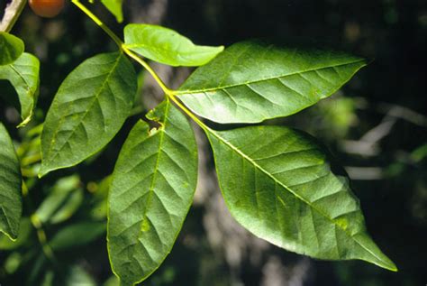 Fraxinus Pennsylvanica Green Ash