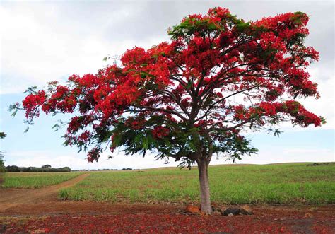 Flame Tree Flamboyant Royal Poinciana Delonix Regia Ph