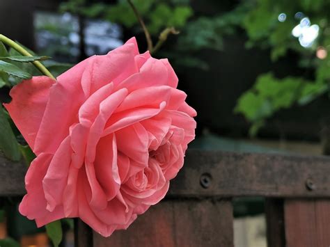 Pinke Rose Blume Zaun Kostenloses Foto Auf Pixabay Pixabay