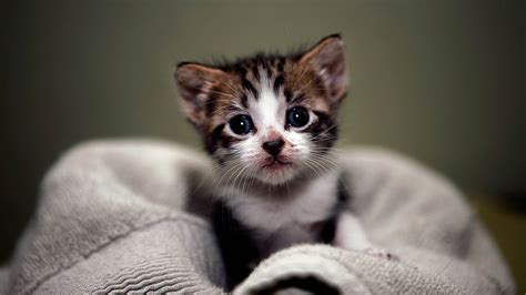 Tiny Brown Black White Cat Kitten On Cloth 4k Hd Kitten Wallpapers Hd
