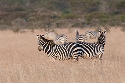 Zebras At Sunset Bradjward Flickr