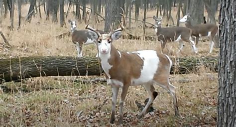 Video Group Of Rare And Beautiful Piebald Deer Sighted