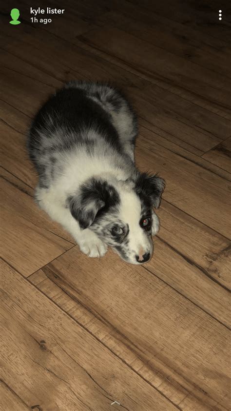 Is that just a puppy thing? Australian Shepherd Puppies For Sale | Hampstead, NC #314344