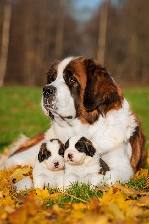 An Adult Saint Bernard With Two Puppies Between Her Paws Laying On The