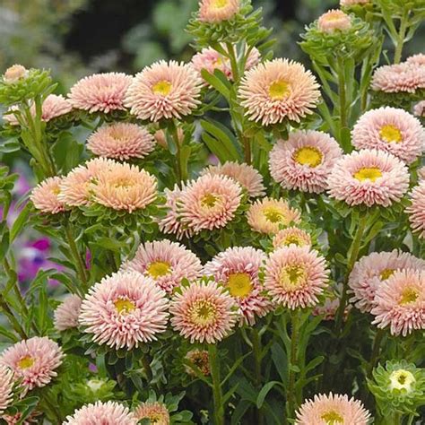 Aster Matsumoto Apricot Callistephus Chinensis Australian Seed