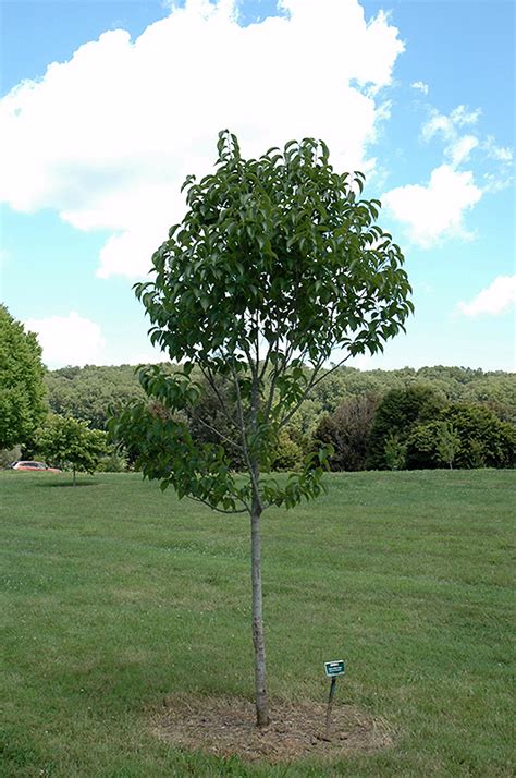 Hardy Rubber Tree Eucommia Ulmoides In Indianapolis Carmel Fishers