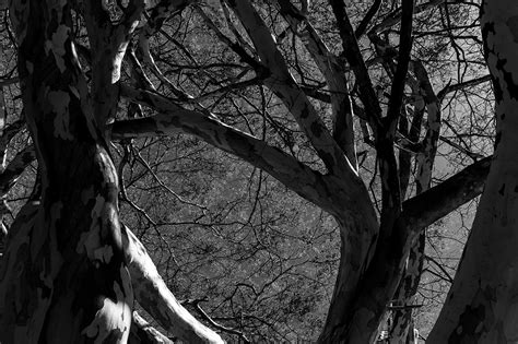 Árvores do Cerrado 15 Rodrigo Nunes PhotoArt