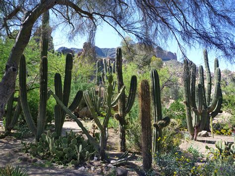 Columnar Cacti Boyce Thompson Arboretum State Park Arizona